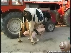 Cow swallowing horse milk